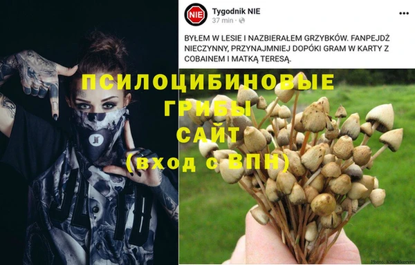PSILOCYBIN Абдулино